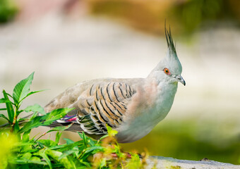 Portrait of a crested pigeon. Bird in close-up. Ocyphaps lophotes. Topknot pigeon