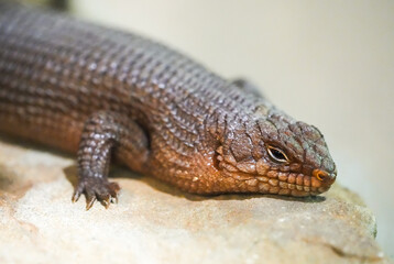 Portrait of a spiny-tailed skink. Animal in close-up. Egernia.
