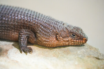 Portrait of a spiny-tailed skink. Animal in close-up. Egernia.
