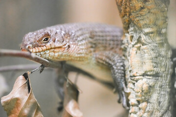 Portrait of a spiny-tailed skink. Animal in close-up. Egernia.
