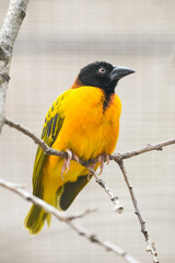 Exotic bird with yellow plumage and black head.
