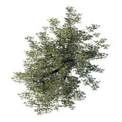 Obraz premium tree top view plant landscape architecture nature garden aerial render. trees branch isolate collection illustration environment green botany urban bush park. tree architecture conifer decorative.