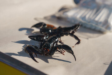 A black scorpion with a glossy exoskeleton displayed on a light surface, with blurred background objects, possibly in a market in Thailand.