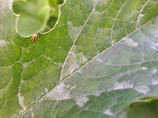 Close up of Acalymma vittatum, the striped cucumber beetle on a green leaf