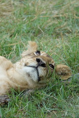 Lion Family with Cubs playing along the Okavango Delta in the Khwai Region