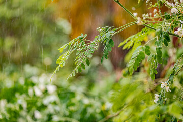 landscapes of dhofar region of oman