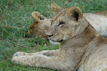 Lion Family with Cubs playing along the Okavango Delta in the Khwai Region