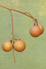 A number of longan fruit that is ripe and ready to be harvested. This plant has the scientific name...