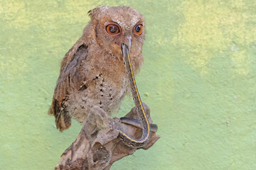 A Javan scops owl preys on a small snake. This nocturnal bird has the scientific name Otus lempiji.