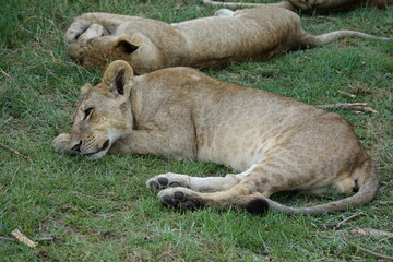 Lion Family with Cubs playing along the Okavango Delta in the Khwai Region