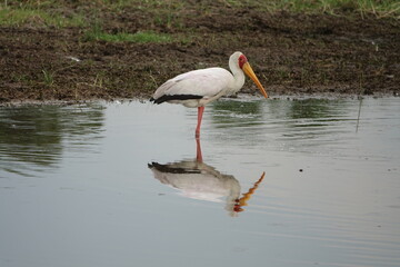 Stork in the Okavango Delta in the Khwai Region