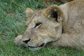 Lion Family with Cubs playing along the Okavango Delta in the Khwai Region