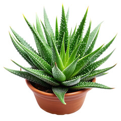 Fototapeta premium Vibrant Green Aloe Vera Plant in Brown Pot Succulent Spiky Image Photo Cactus Garden 