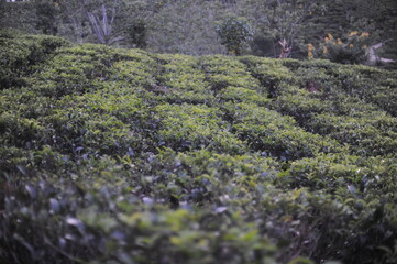Fresh, green tea bushes with green leaves on on hills at traditional tea plantation and tea fields with terraces on Sri Lanka island, Ceylon, Asia