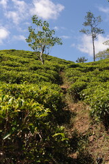 Fototapeta premium Fresh, green tea bushes with green leaves on on hills at traditional tea plantation and tea fields with terraces on Sri Lanka island, Ceylon, Asia