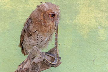 A Javan scops owl preys on a small snake. This nocturnal bird has the scientific name Otus lempiji.