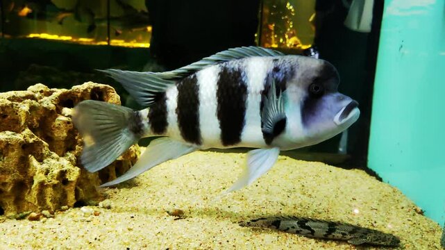 A striped fish with a fatty hump above its head, Frontosa is the Queen of Tanganyika. Lives in Lake Tanganyika, Africa, close-up