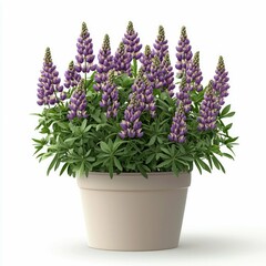Obraz premium Stunning Purple Lupines in a Pot: A Vibrant Floral Display for Home and Garden