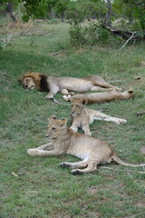Lion Family with Cubs playing along the Okavango Delta in the Khwai Region