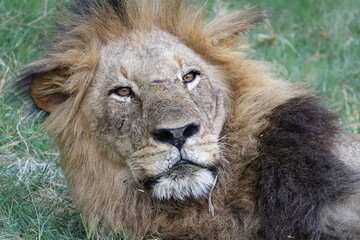 Lion Family with Cubs playing along the Okavango Delta in the Khwai Region