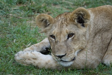 Lion Family with Cubs playing along the Okavango Delta in the Khwai Region