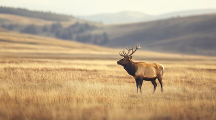 Fototapeta premium Majestic Elk in Golden Meadow