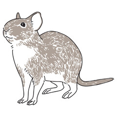 デグーの手描きイラスト
