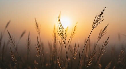 Naklejka premium Golden Hour Sunrise Grass Field Nature Photography