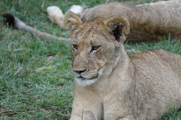 Lion Family with Cubs playing along the Okavango Delta in the Khwai Region