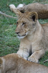 Lion Family with Cubs playing along the Okavango Delta in the Khwai Region