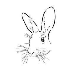 Wild Hare, Hand-Drawn Vector, Graphic Style, Abyssinian hare, vector sketch
