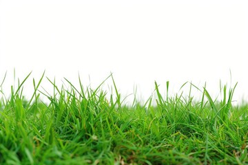 Fototapeta premium Close-up view of vibrant green meadow grass in the sunlight, representing natural beauty and vitality.