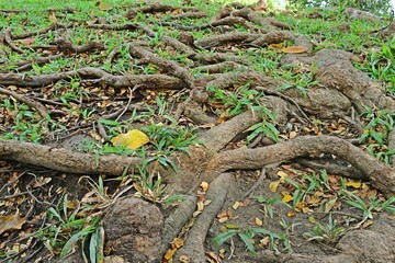 Tangled tree roots and grass in a park