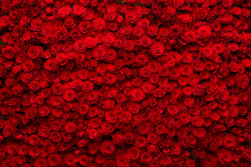 Background filled with red roses. Ai 