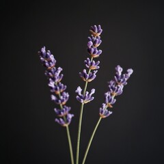 Obraz premium Three lavender sprigs against a black background. (1)