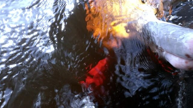Close-up of the pink dolphin's face in the Amazon river