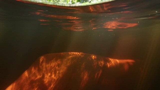 Underwater image of two pink dolphins swimming near the surface