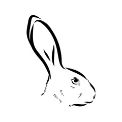 Wild Hare, Hand-Drawn Vector, Graphic Style, Abyssinian hare, vector sketch