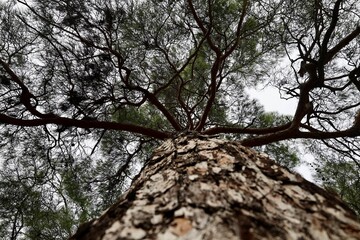 Tree branches skyward. High quality photo