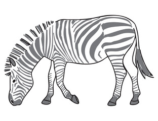 シマウマの手描きイラスト