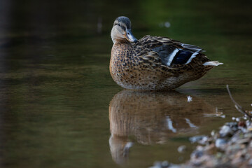 duck in the water