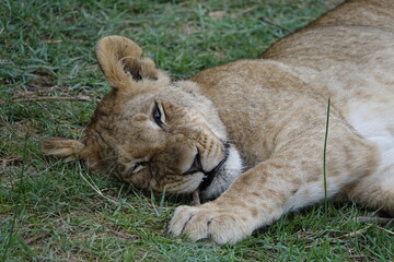 Lion Family with Cubs playing along the Okavango Delta in the Khwai Region