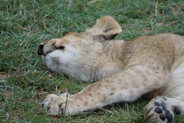 Lion Family with Cubs playing along the Okavango Delta in the Khwai Region