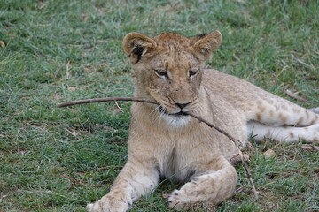 Lion Family with Cubs playing along the Okavango Delta in the Khwai Region