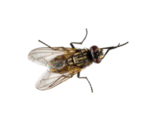 black housefly png
