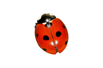 ladybird png