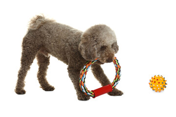 Cute dog playing with toy on white background. Adorable pet