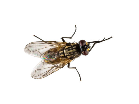 black housefly png