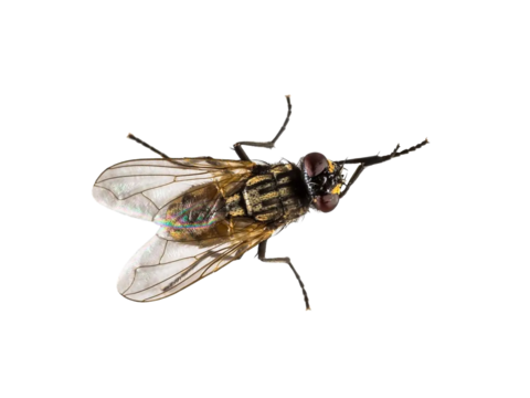 black housefly png