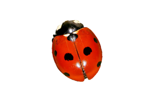 ladybird png